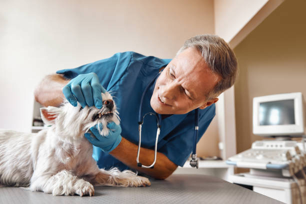 Best 24-Hour Emergency Dentist in Lovington, NM